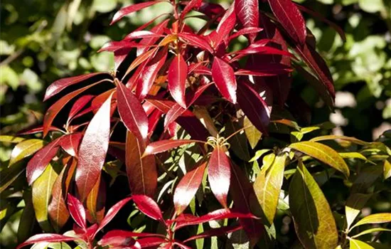 Pieris japonica 'Forest Flame'