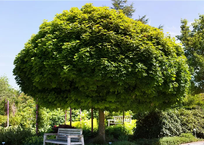 Haus- und Gartenbäume