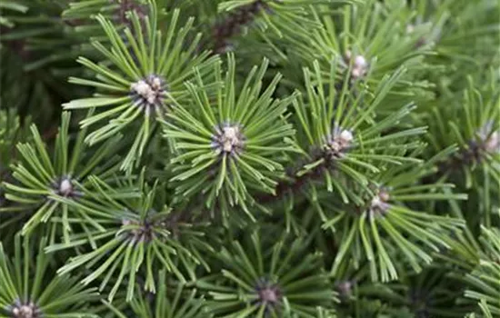 Pinus mugo 'Benjamin'