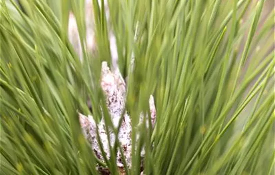 Pinus nigra 'Green Tower'