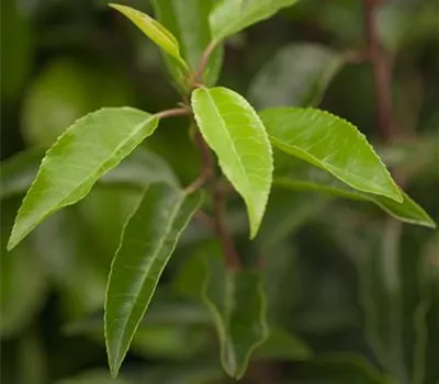 Prunus lusitanica 'Angustifolia'