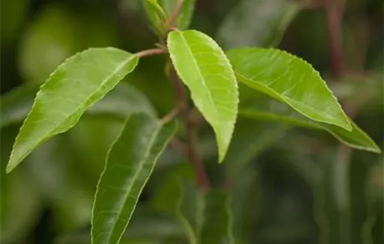 Prunus lusitanica 'Angustifolia'