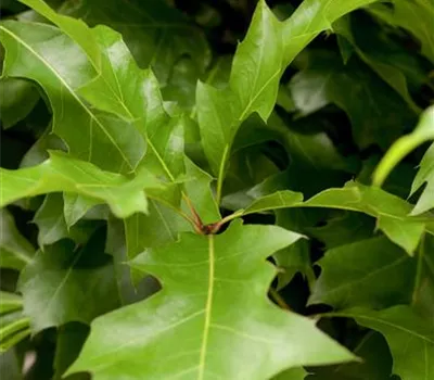 Quercus palustris 'Green Dwarf'