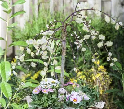 Salix caprea 'Pendula'