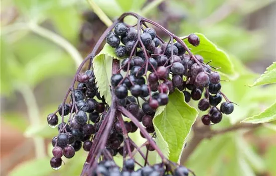 Sambucus nigra 'Haschberg'