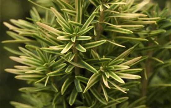 Taxus baccata 'David'