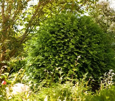 Taxus baccata 'Hessei'