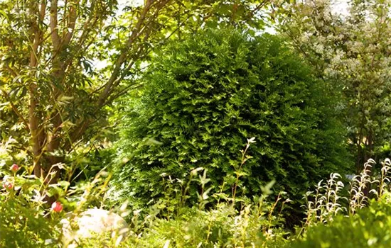 Taxus baccata 'Hessei'