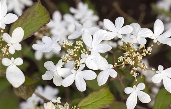 Viburnum plicatum 'Watanabe'