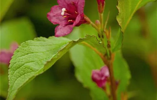 Weigela 'Bristol Ruby'