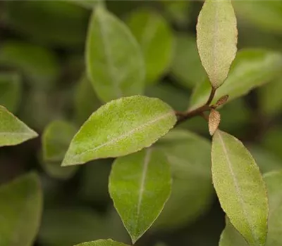 Elaeagnus ebbingei