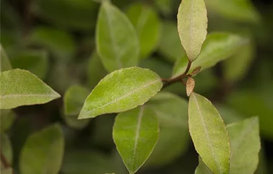 Elaeagnus ebbingei