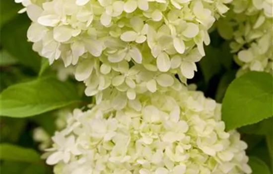 Hydrangea panic. 'Limelight' -S-