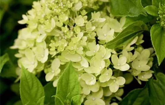 Hydrangea panic. 'Little Lime' -R-