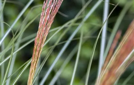 Miscanthus sinensis 'Kleine Silberspinne'