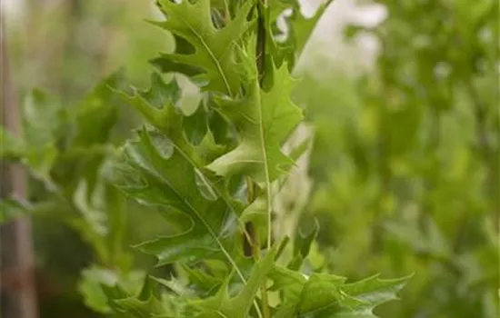 Quercus palustris 'Green Pillar' -R-