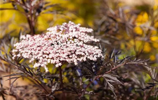 Sambucus nigra 'Black Lace' -R--S-