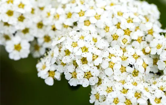 Spiraea arguta