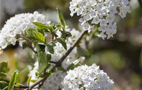 Viburnum burkwoodii 'Anne Russel'