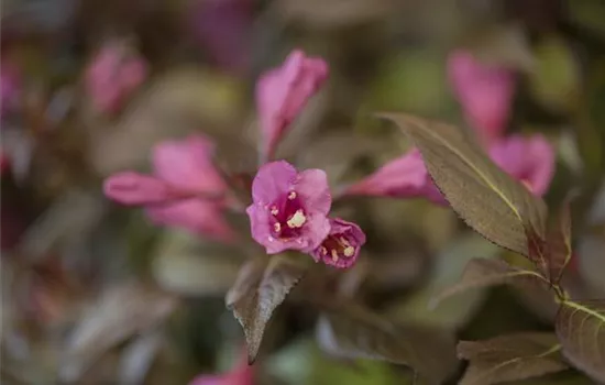 Weigela florida 'Minor Black' -R- -S-