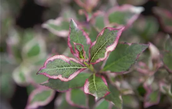 Weigela florida 'Monet' -R- -S-