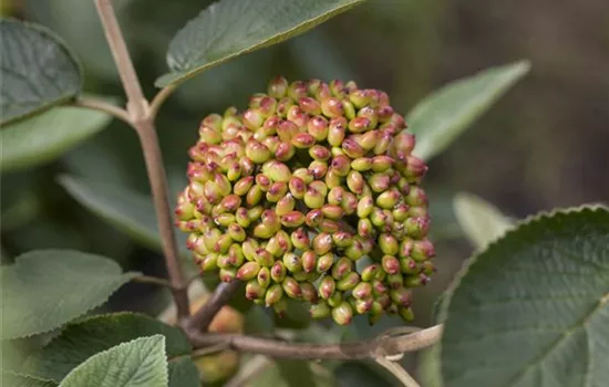 Viburnum rhytidophyllum