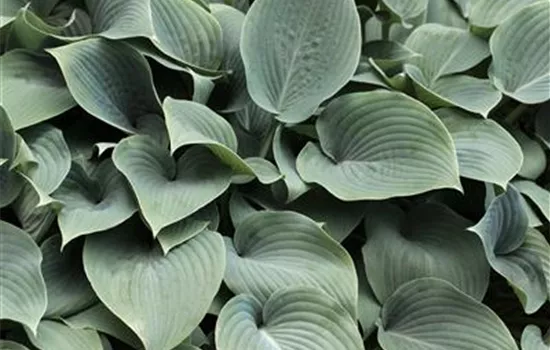 Hosta sieboldiana 'Elegans'