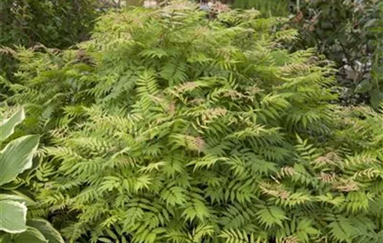 Sorbaria sorbifolia 'Sem' -S-