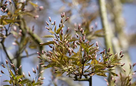 Amelanchier arborea 'Robin Hill'