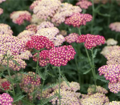 Achillea millefolium 'Paprika'