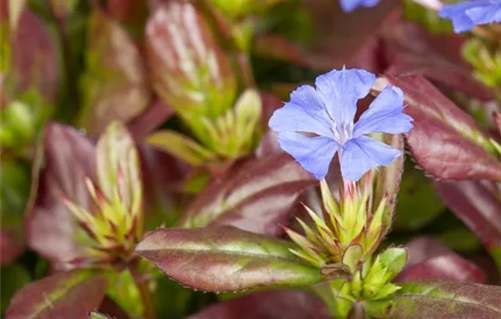 Ceratostigma plumbaginoides