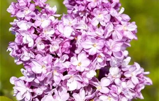 Syringa vulg.'Andenken an Ludwig Späth'