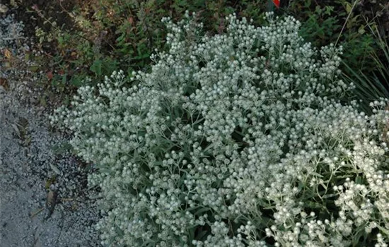 Anaphalis triplinervis 'Sommerschnee'