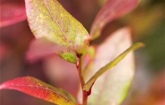 Vaccinium corymb.'Bluecrop' CAC