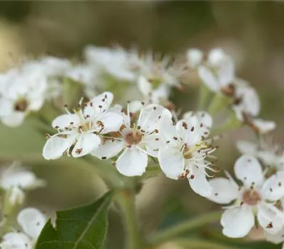 Crataegus lavallei 'Carrierei'