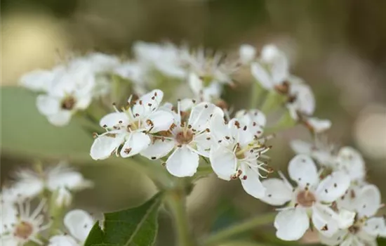 Crataegus lavallei 'Carrierei'