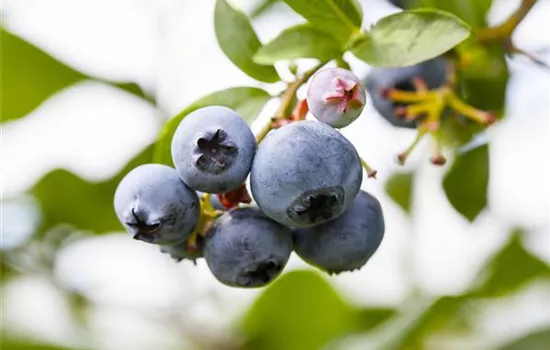 Vaccinium corymb.'Denise Blue' CAC