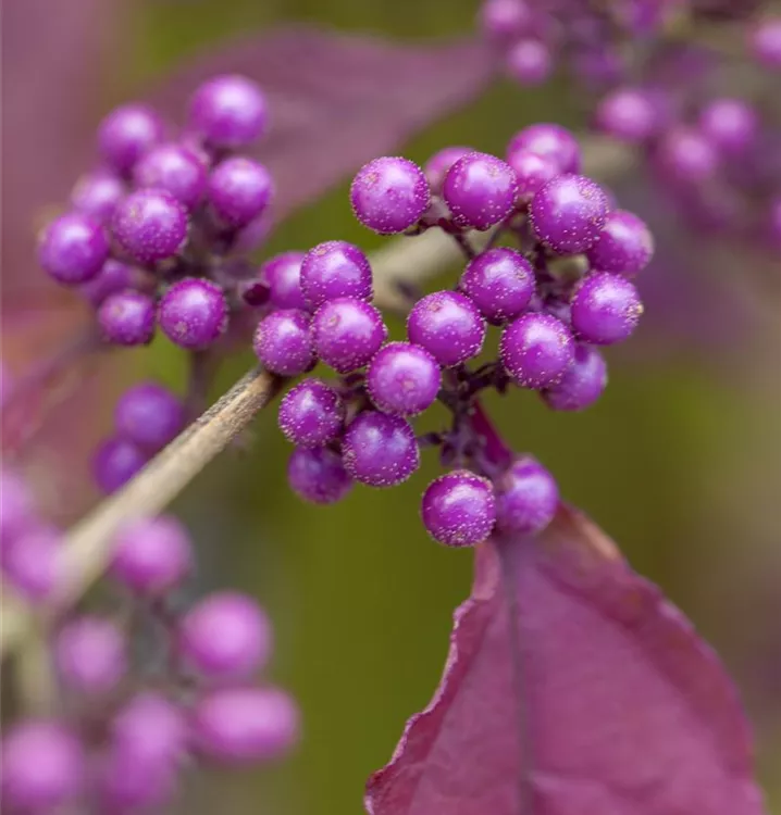 Schönfrucht 'Profusion'