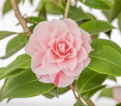 Camellia japonica 'Bonomiana'