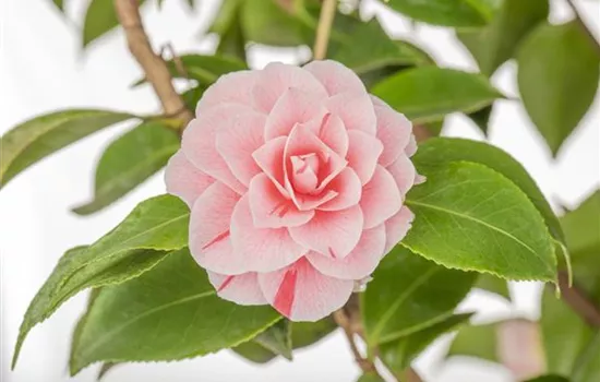 Camellia japonica 'Bonomiana'