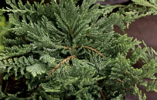 Juniperus horizontalis 'Blue Chip' -R-