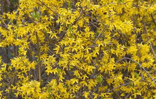 Forsythia 'Minigold'