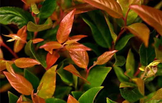 Leucothoe 'Zeblid'