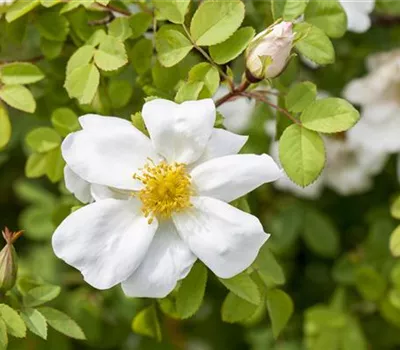 Rosa pimpinellifolia