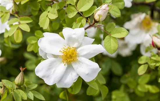 Rosa pimpinellifolia