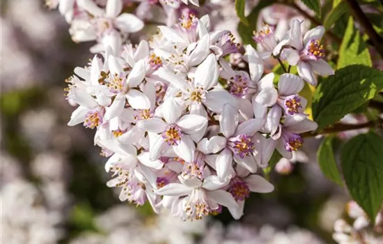 Deutzia rosea 'Yuki Cherry Blossom' -R-