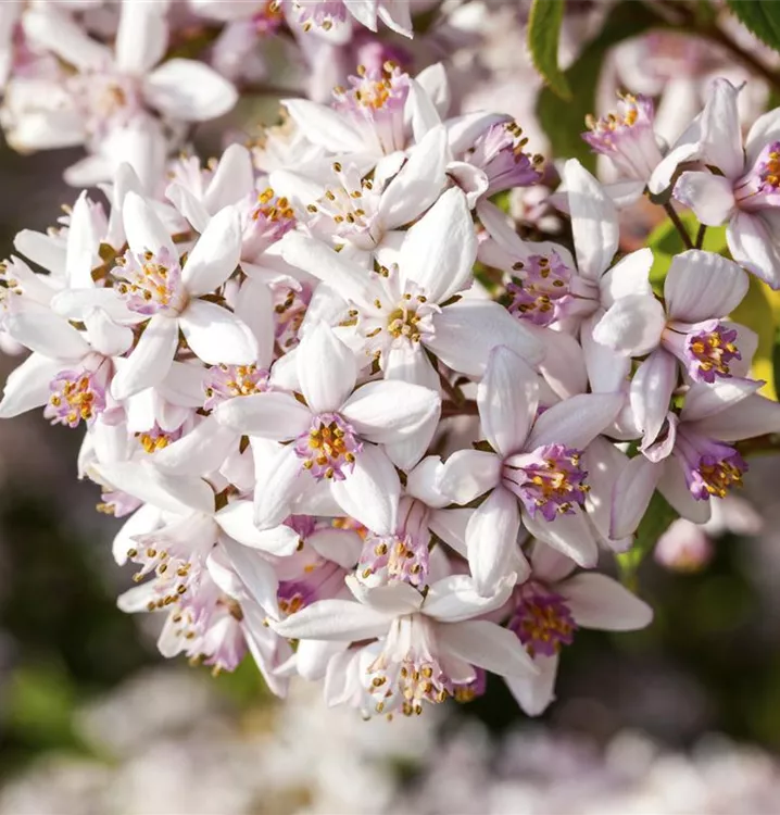 Maiblumenstrauch 'Yuki Cherry Blossom' -R-