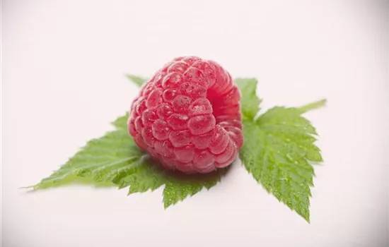 Rubus id.'Himbotop' -R- CAC