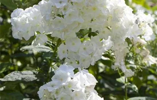 Phlox paniculata, weiß