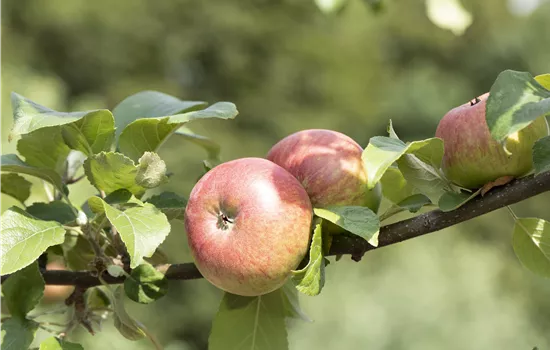 Malus 'Roter James Grieve' CAC